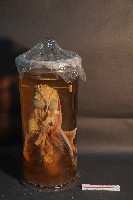 哺乳類的解剖+海星+螳螂蝦+海膽藏品圖，第3張