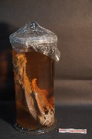 哺乳類的解剖+海星+螳螂蝦+海膽藏品圖，第4張