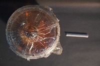 哺乳類的解剖+海星+螳螂蝦+海膽藏品圖，第5張