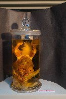 兔的解剖藏品圖，第1張