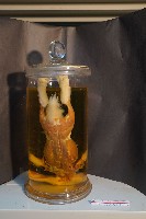 兔的解剖藏品圖，第3張