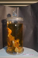 兔的解剖藏品圖，第4張