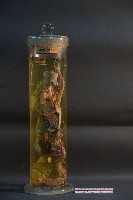 血液循環系統標本(兔) (解剖色素注射)藏品圖，第1張