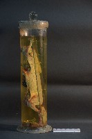 血液循環系統標本(兔) (解剖色素注射)藏品圖，第2張