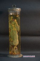 血液循環系統標本(兔) (解剖色素注射)藏品圖，第3張
