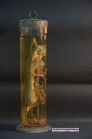 血液循環系統標本(兔) (解剖色素注射)藏品圖，第4張