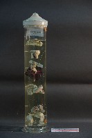 貓與狗之內分泌器官藏品圖，第1張