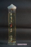 貓與狗之內分泌器官藏品圖，第2張