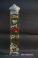 貓與狗之內分泌器官藏品圖，第3張