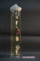貓與狗之內分泌器官藏品圖，第4張