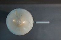 貓與狗之內分泌器官藏品圖，第5張