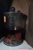 岩猴 / 臺灣獼猴的內部器官藏品圖，第2張