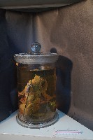 哺乳類的內部器官藏品圖，第2張