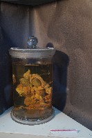 哺乳類的內部器官藏品圖，第3張