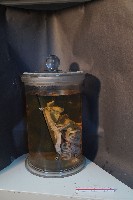 哺乳類的內部器官藏品圖，第4張