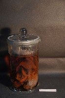 氈鹿的內部器官藏品圖，第2張