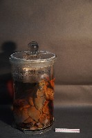 氈鹿的內部器官藏品圖，第3張