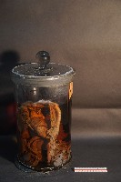 氈鹿的內部器官藏品圖，第4張