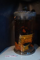 家犬的解剖藏品圖，第2張