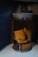 家犬的解剖藏品圖，第4張