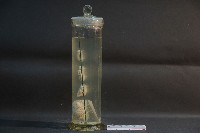 狗腦的解剖藏品圖，第2張