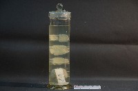 狗腦的解剖藏品圖，第3張