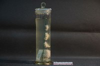 狗腦的解剖藏品圖，第4張