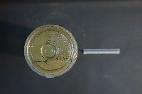 狗腦的解剖藏品圖，第5張