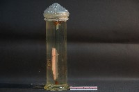 腎臟剖面(豬)藏品圖，第2張