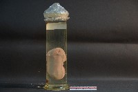 腎臟剖面(豬)藏品圖，第3張