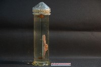 腎臟剖面(豬)藏品圖，第4張