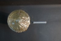 腎臟剖面(豬)藏品圖，第5張