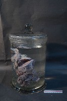 哺乳動物的內部器官藏品圖，第1張