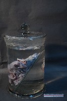 哺乳動物的內部器官藏品圖，第2張