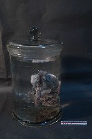 哺乳動物的內部器官藏品圖，第3張