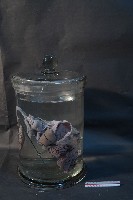 哺乳動物的內部器官藏品圖，第4張