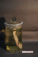 家犬(軀幹部橫切面)藏品圖，第2張