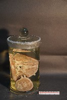 家犬(軀幹部橫切面)藏品圖，第3張