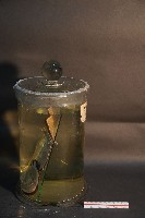 家犬(軀幹部橫切面)藏品圖，第4張