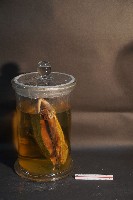 赤腹松鼠的切面藏品圖，第2張