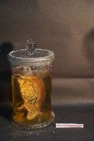 赤腹松鼠的切面藏品圖，第3張