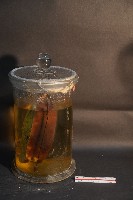 赤腹松鼠的切面藏品圖，第4張