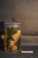 天竺鼠的切面藏品圖，第2張