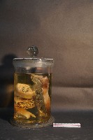 天竺鼠的切面藏品圖，第3張