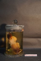 天竺鼠的切面藏品圖，第4張