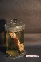 家犬(腿之切面)藏品圖，第2張