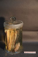 家犬(腿之切面)藏品圖，第3張