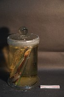 家犬(腿之切面)藏品圖，第4張