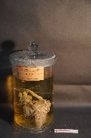 麝香貓的內部器官藏品圖，第1張