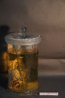 麝香貓的內部器官藏品圖，第2張